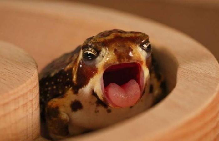 饅頭蛙