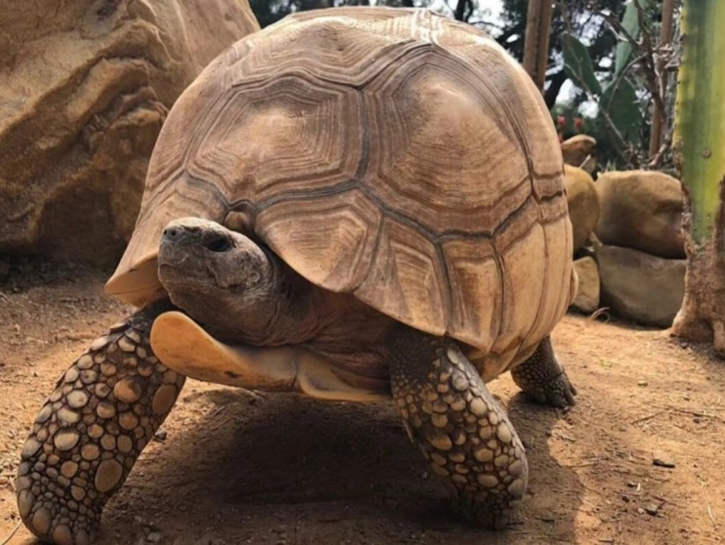 陸龜飼養 陸龜飼養