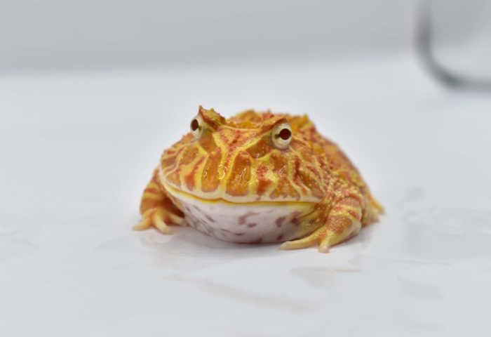 南美角蛙外形特徽