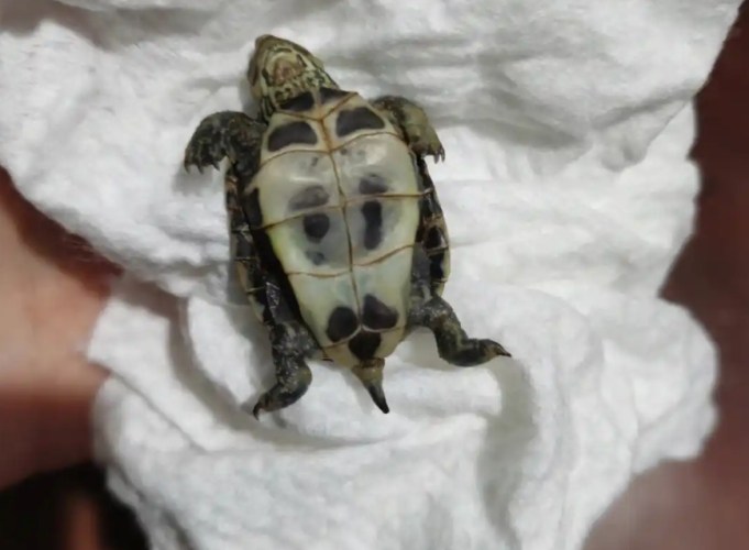 烏龜死掉的樣子 烏龜死掉的樣子