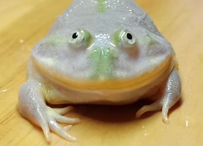 珍珠 蛙