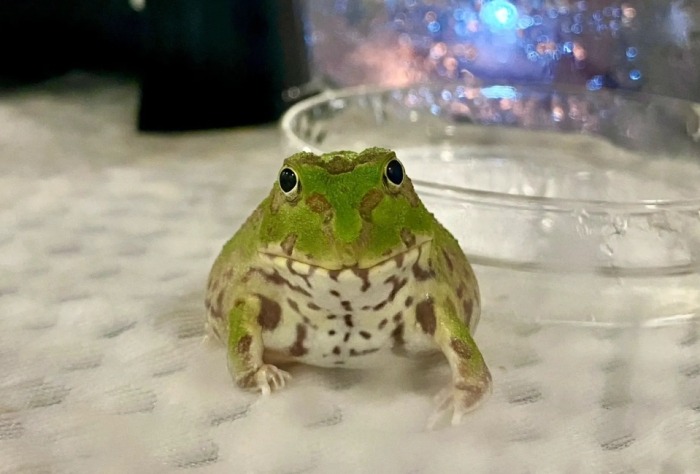 波子角蛙 波子角蛙