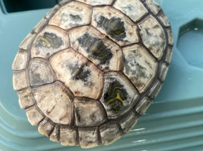 烏龜殼白白的原因
