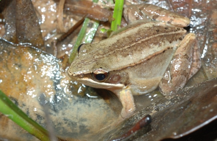 豎琴蛙特徵
