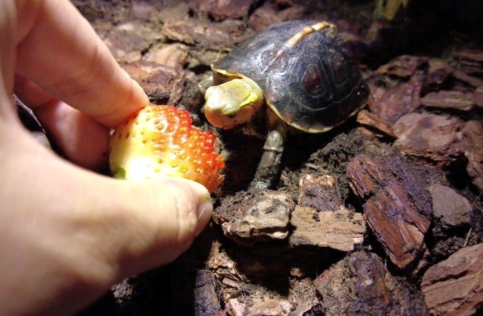 動物性食物