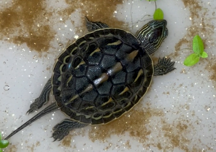斑龜吃什麼