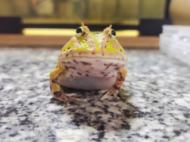 蝴蝶角蛙壽命