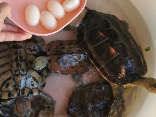 烏龜生蛋前兆