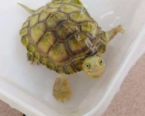 鱷龜種類推薦 鱷龜種類推薦