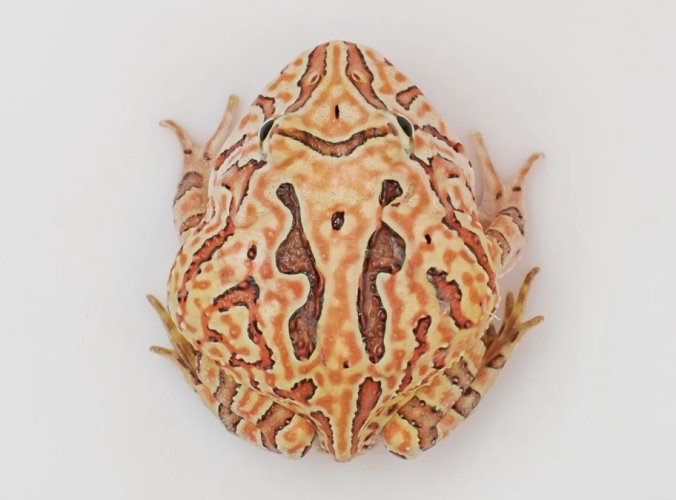 蝴蝶 角 蛙