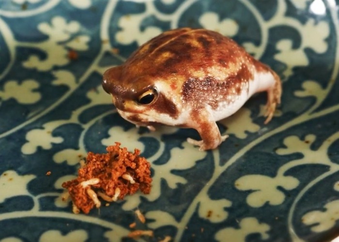 飲食管理