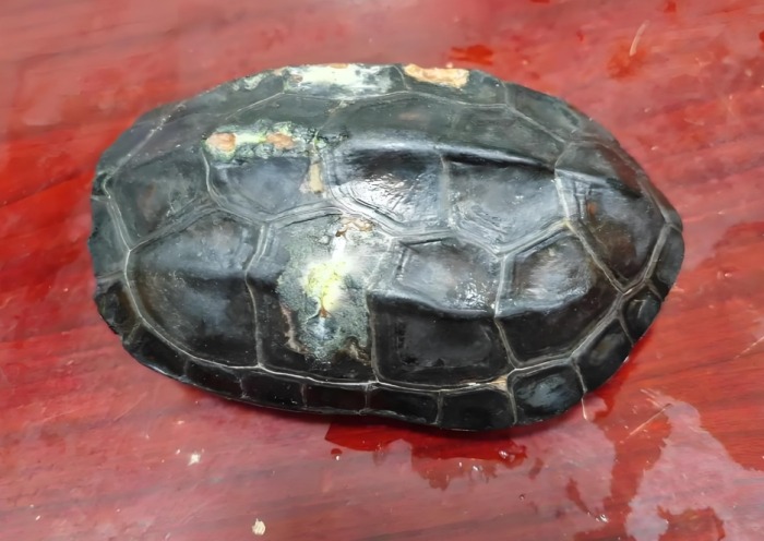 烏龜 腐 甲