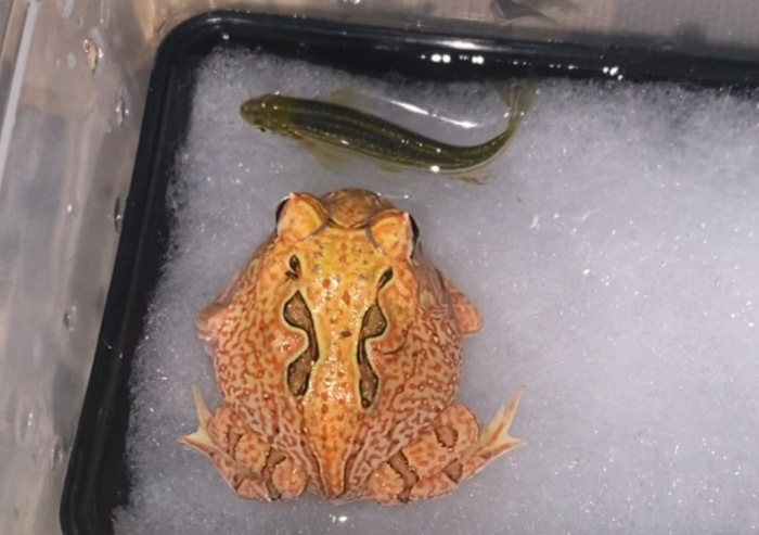 蝴蝶角蛙繁殖