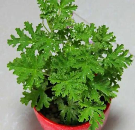 防蚊植物