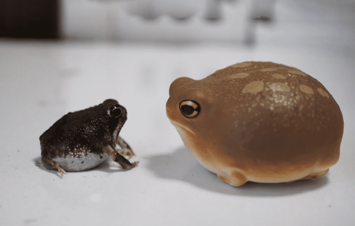 饅頭蛙飼養