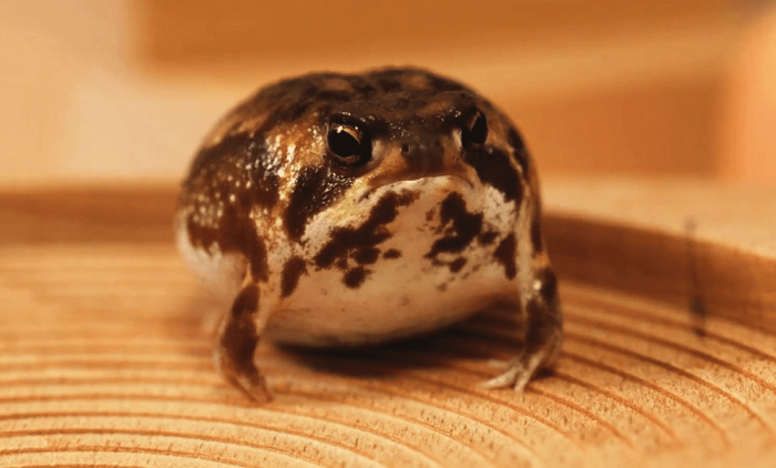 饅頭蛙壽命