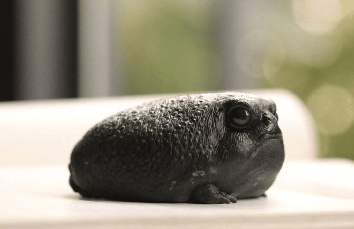 饅頭蛙購買
