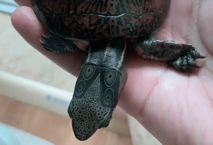 斑龜