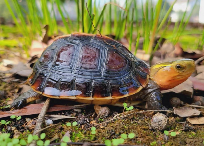 食蛇龜飼養