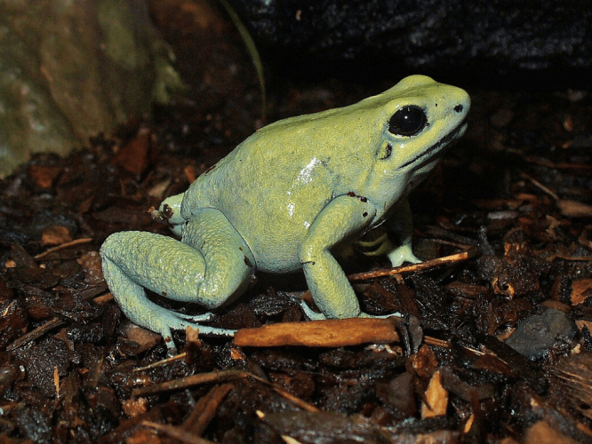箭毒蛙飼養