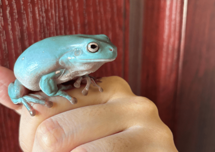 老爺樹蛙飼養