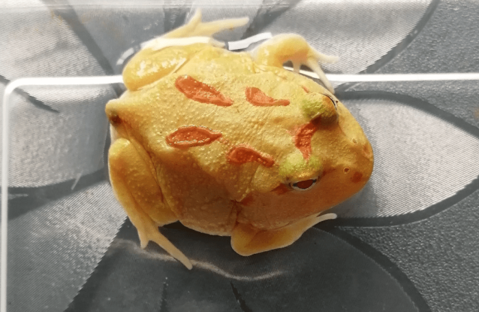 黃金角蛙壽命