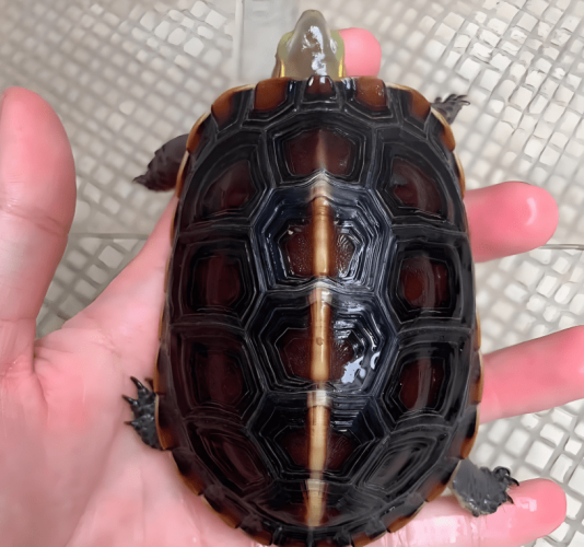 養烏龜招財方法
