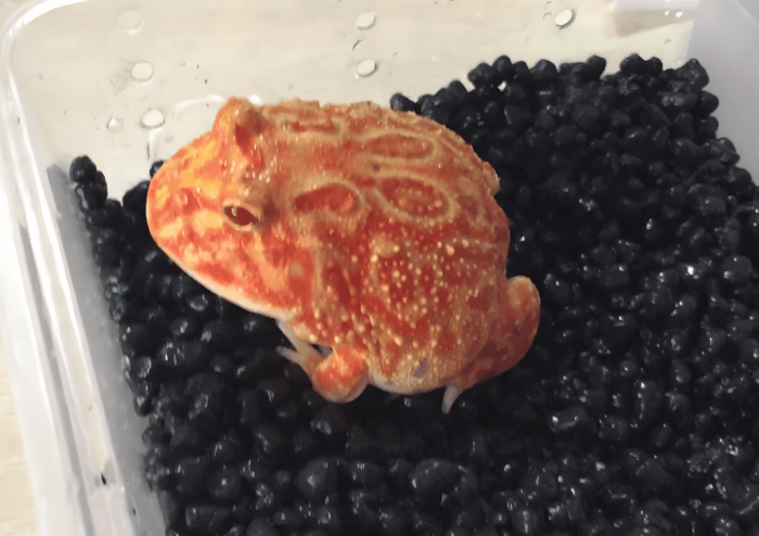 草莓角蛙種類