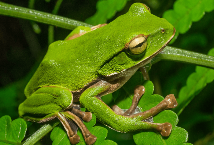 翡翠樹蛙生物特性
