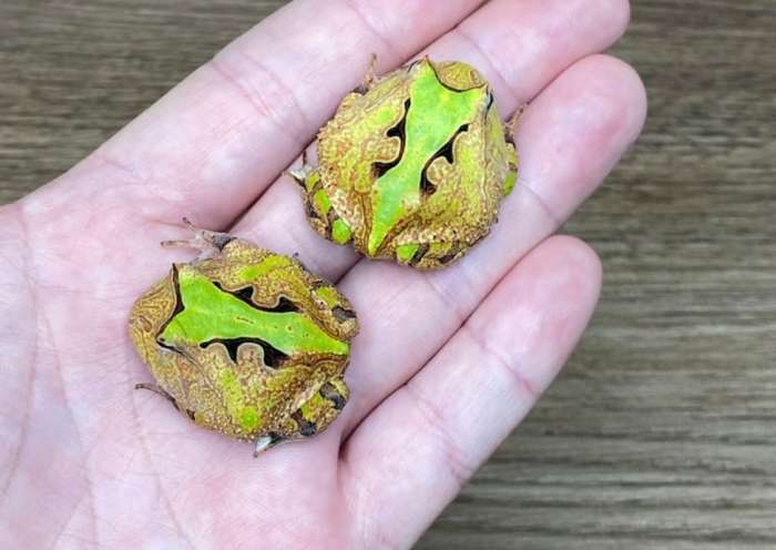 霸王角蛙繁殖 霸王角蛙繁殖